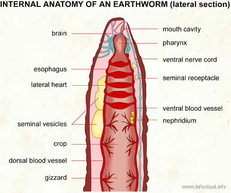 Internal anatomy earthworm lateral